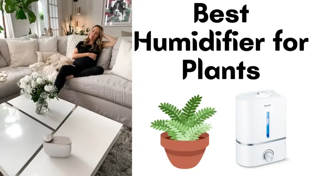 Best Humidifier for Plants